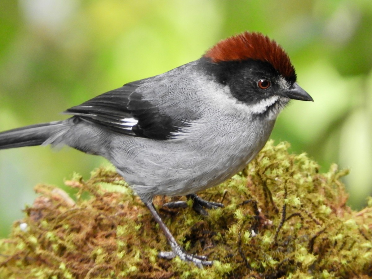 Northern Slaty Brushfinch - ML646563522