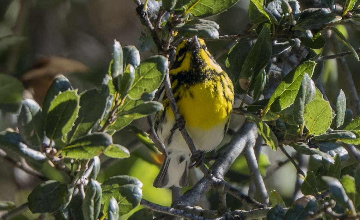 Townsendwaldsänger - ML646563524