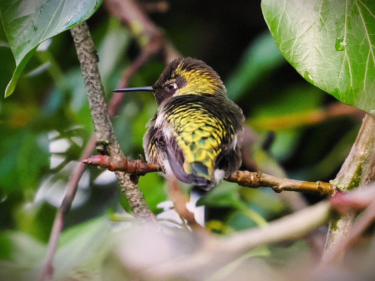 Anna's Hummingbird - ML646563526