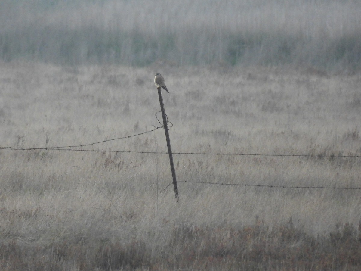 American Kestrel - ML646563527