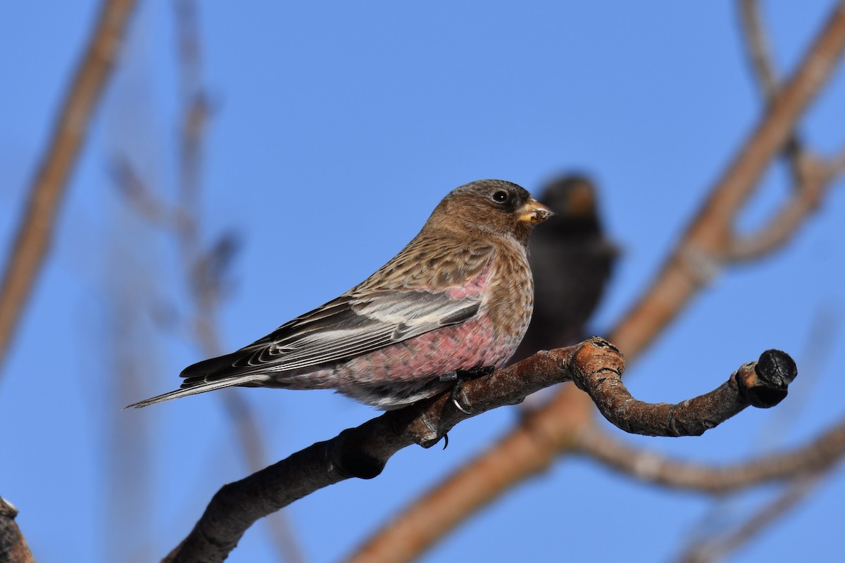 Brown-capped Rosy-Finch - ML646563528