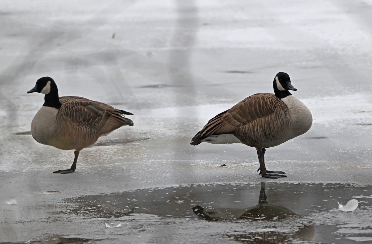 Canada Goose - ML646563529