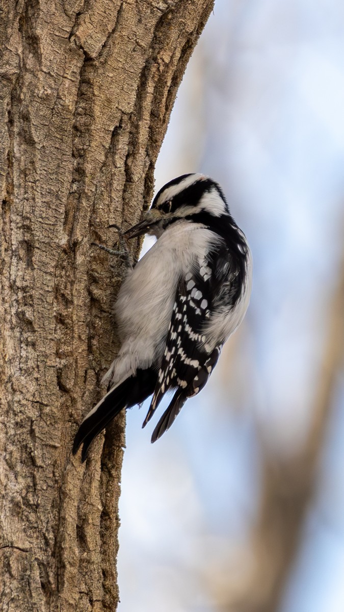 Downy Woodpecker - ML646563531