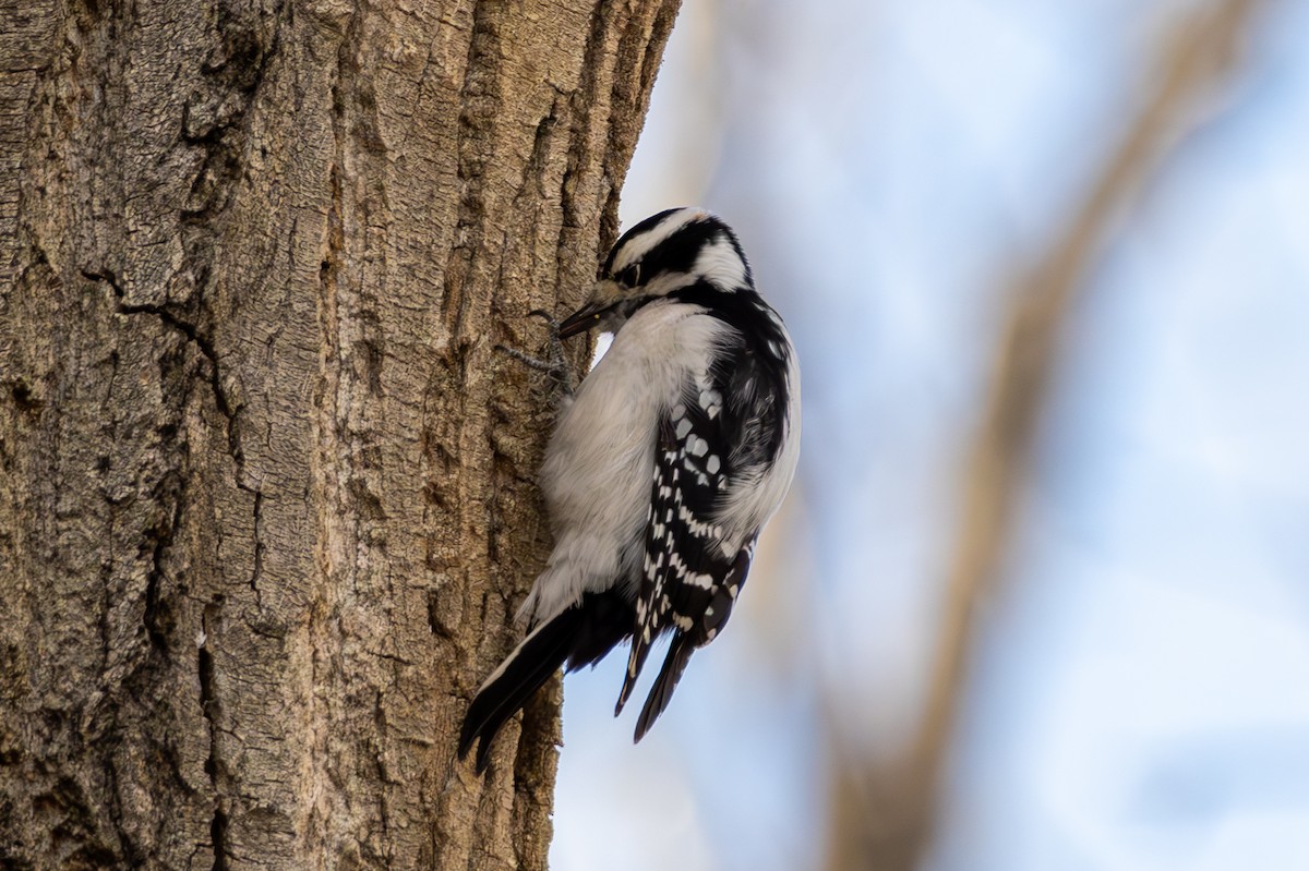 Downy Woodpecker - ML646563532