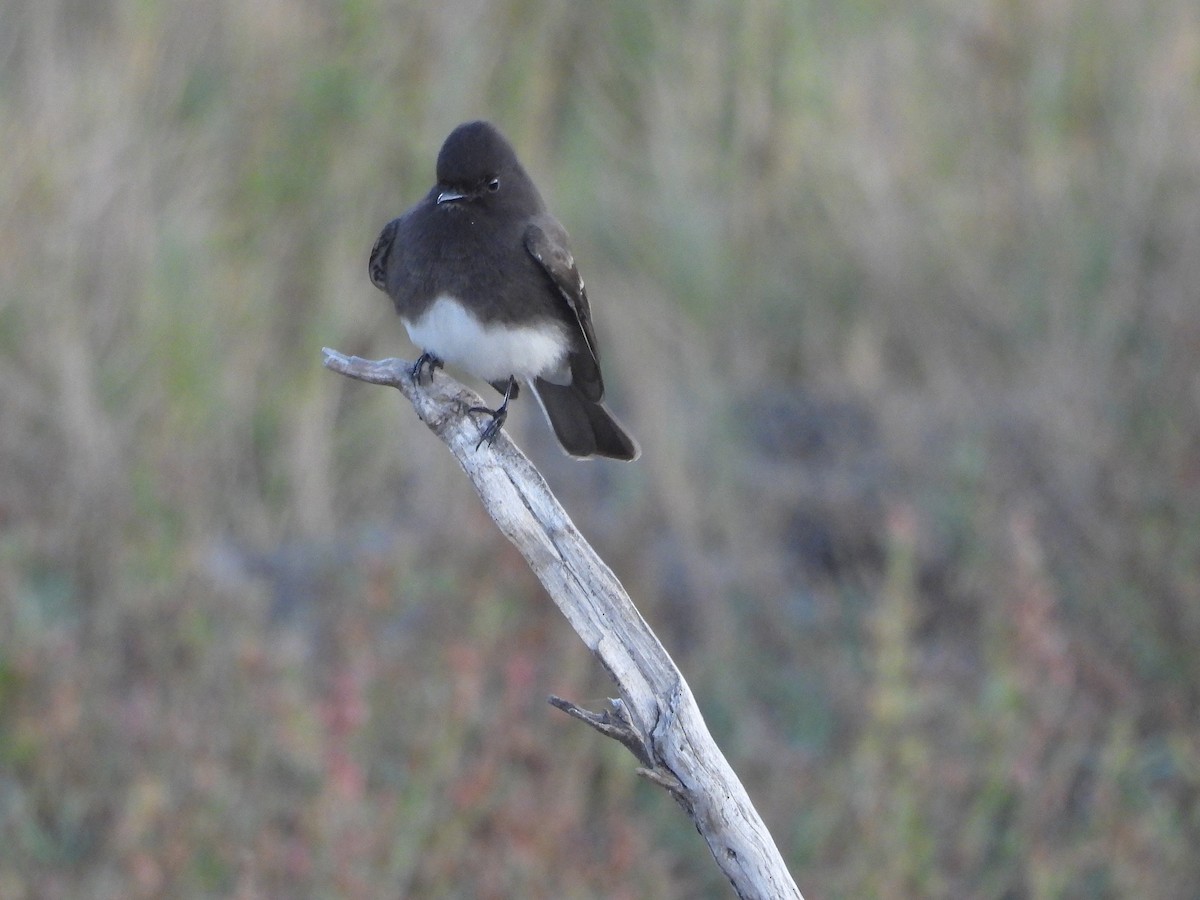 Black Phoebe - ML646563533
