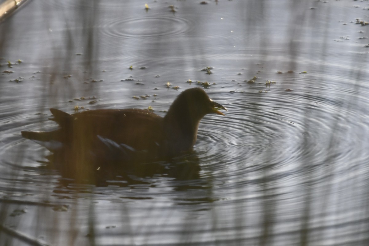 Common Gallinule - ML646563536