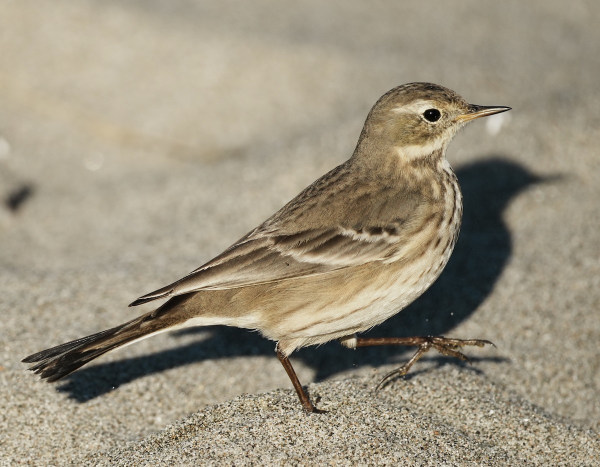 American Pipit - ML646563537