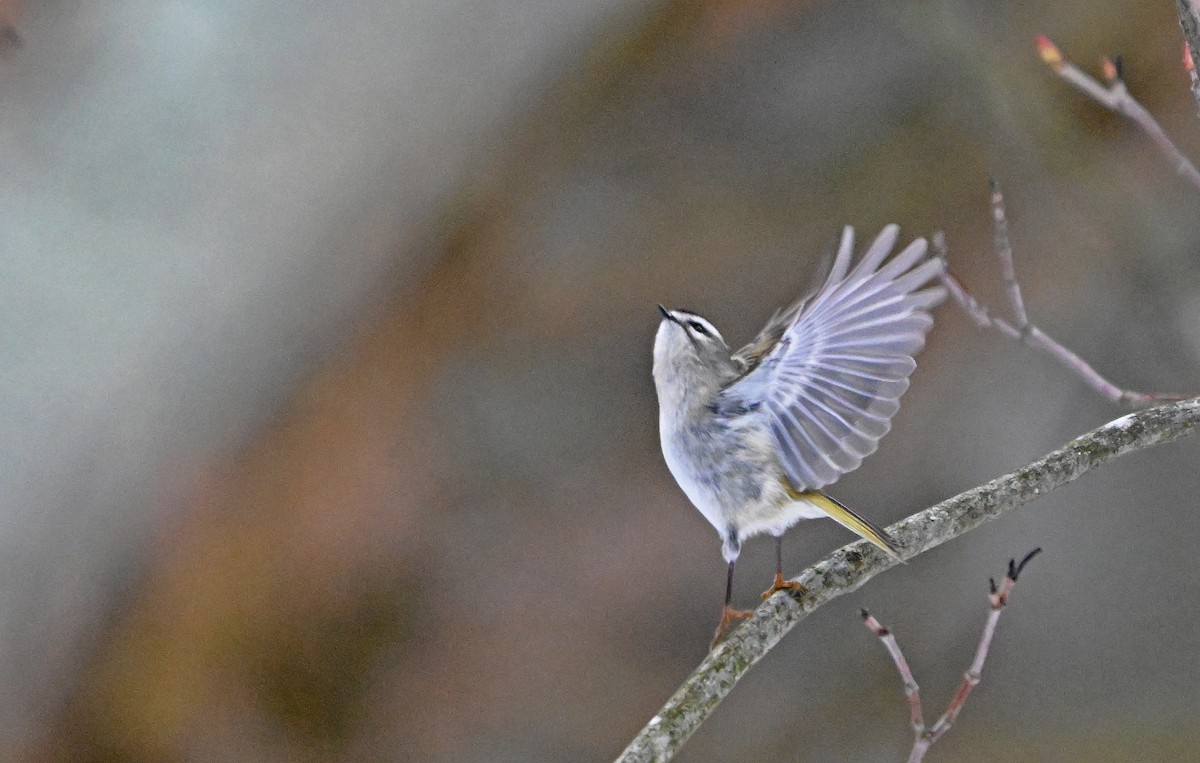 Golden-crowned Kinglet - ML646563538