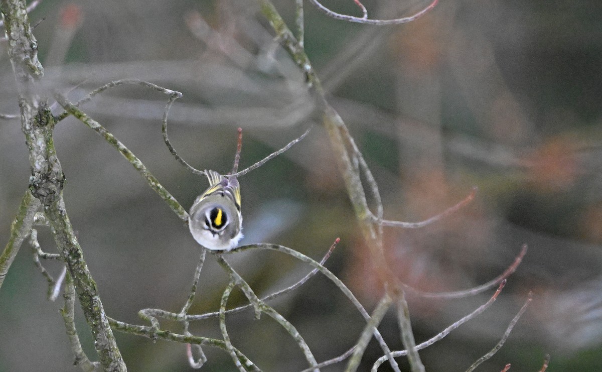 Golden-crowned Kinglet - ML646563539