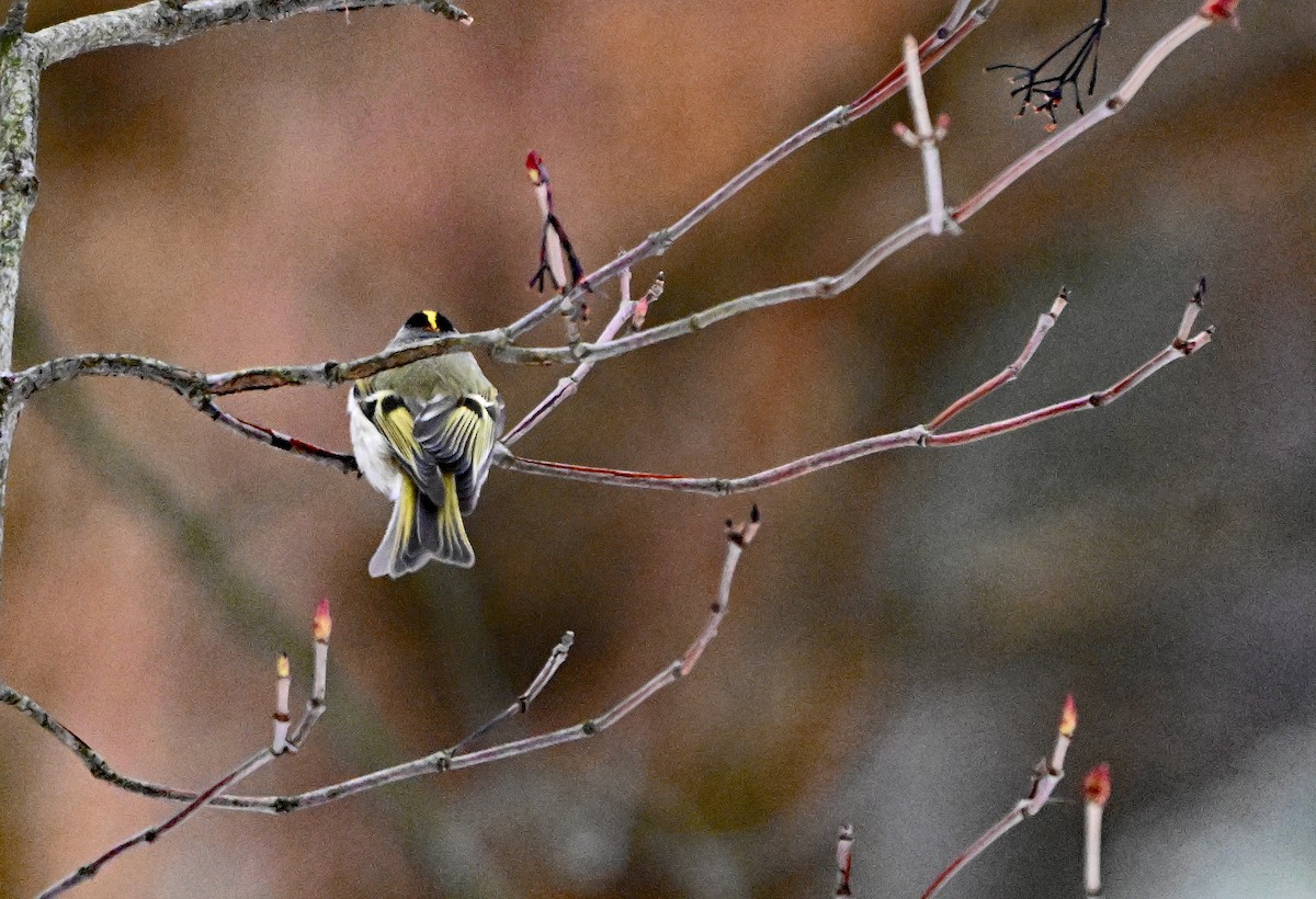 Golden-crowned Kinglet - ML646563541