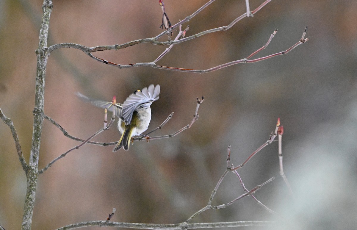Golden-crowned Kinglet - ML646563542