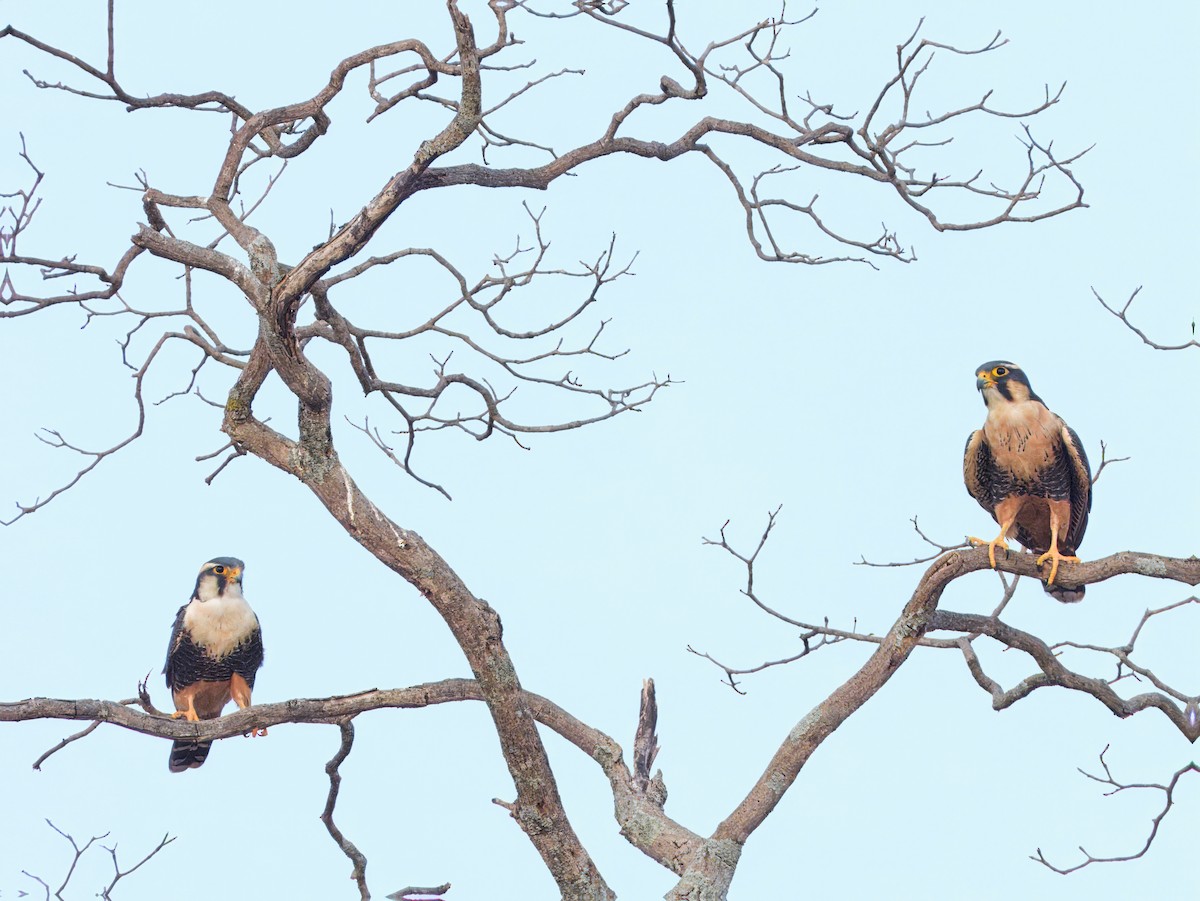 オナガハヤブサ - ML646563543