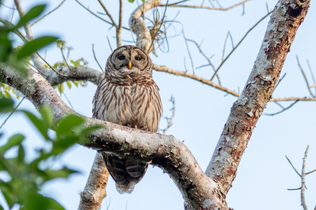 Barred Owl - ML646563545