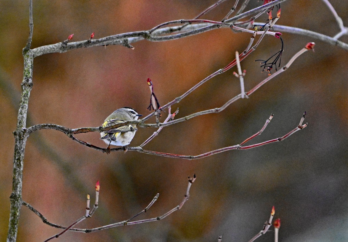 Golden-crowned Kinglet - ML646563546