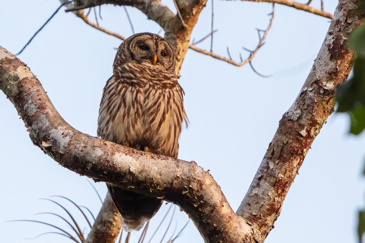 Barred Owl - ML646563547