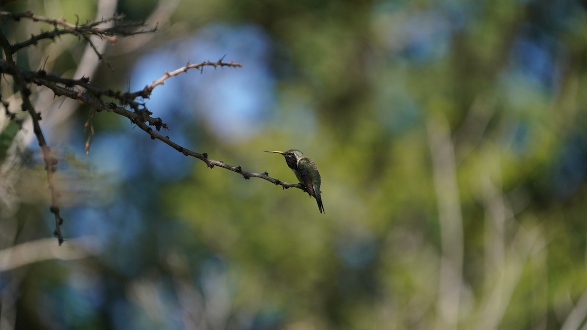 Beautiful Hummingbird - ML646563550