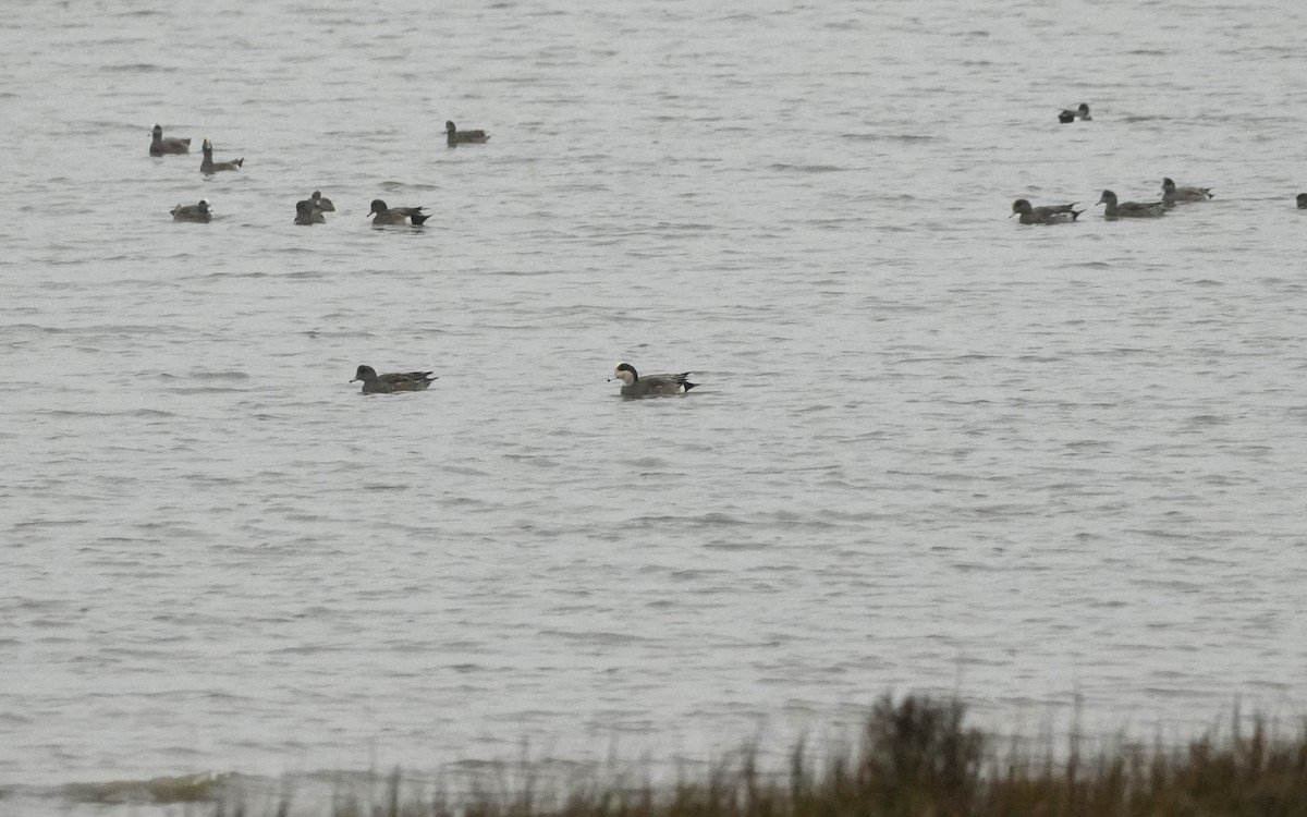 American Wigeon - ML646563553