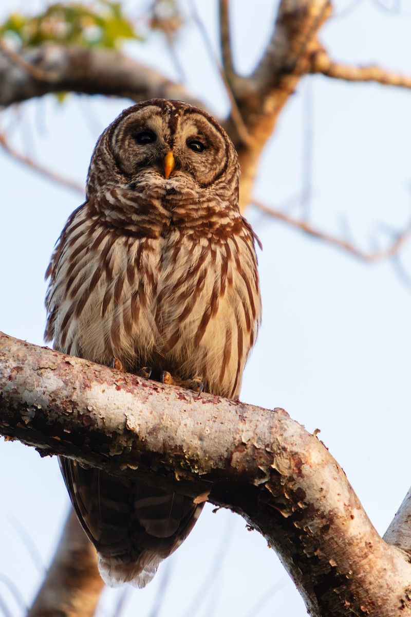 Barred Owl - ML646563554