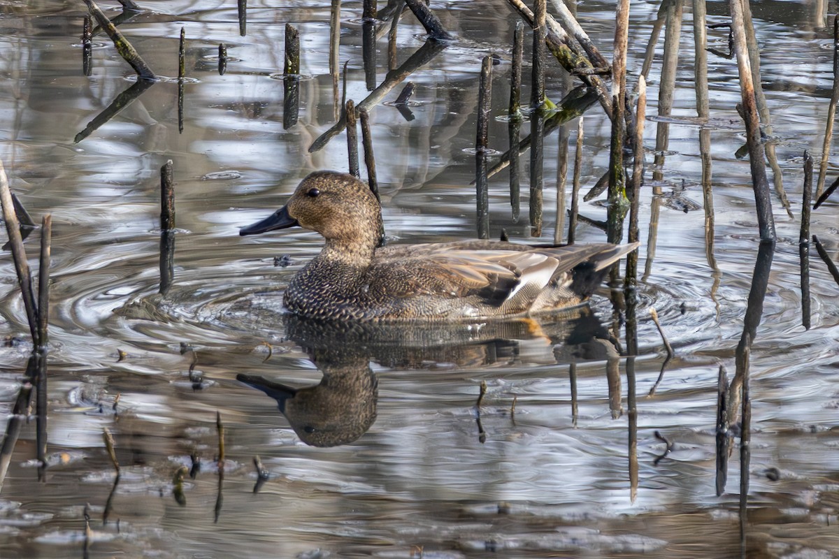 Gadwall - ML646563556