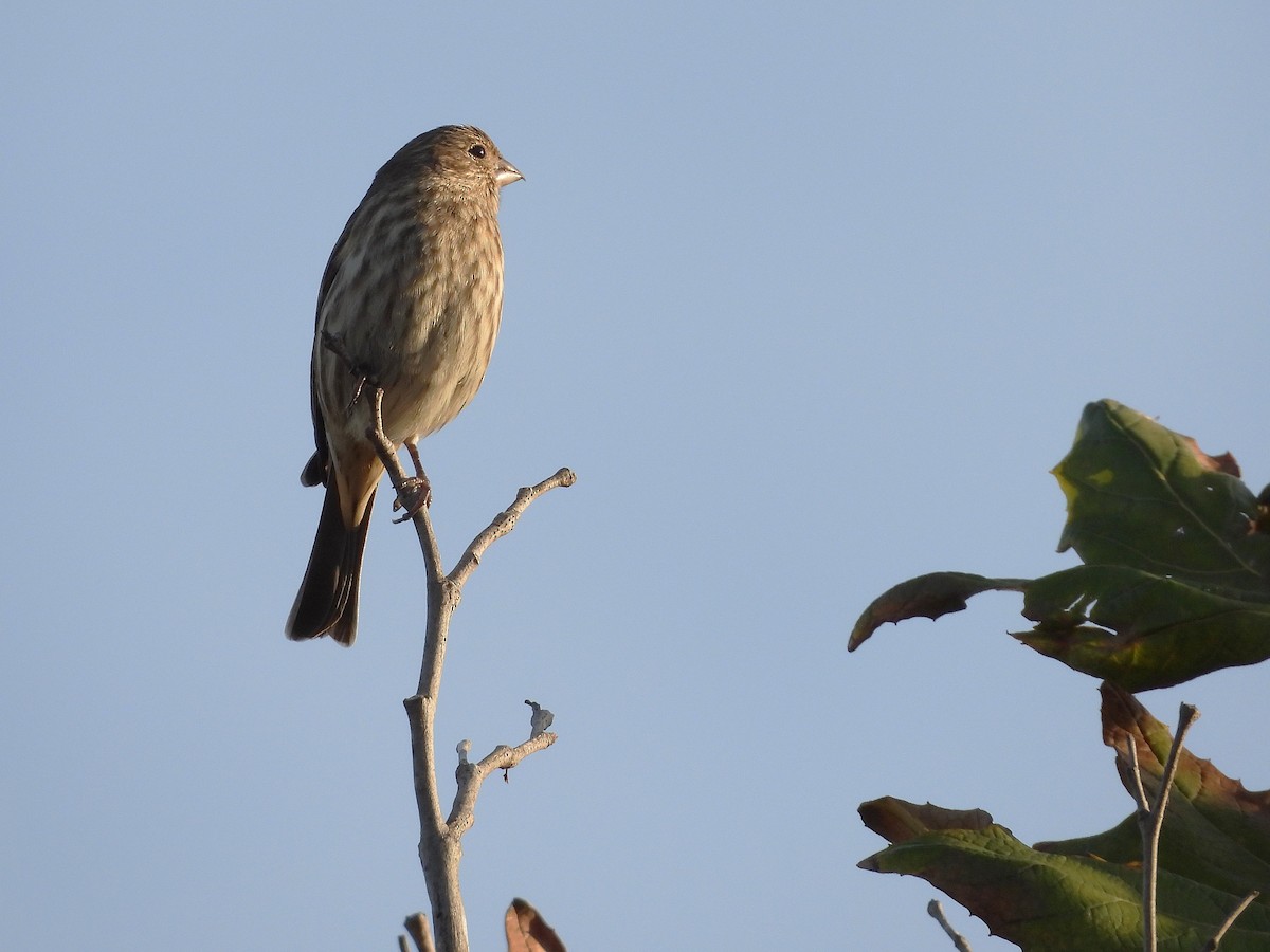 House Finch - ML646563557