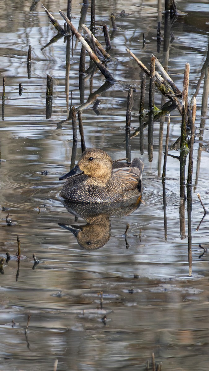 Gadwall - ML646563558