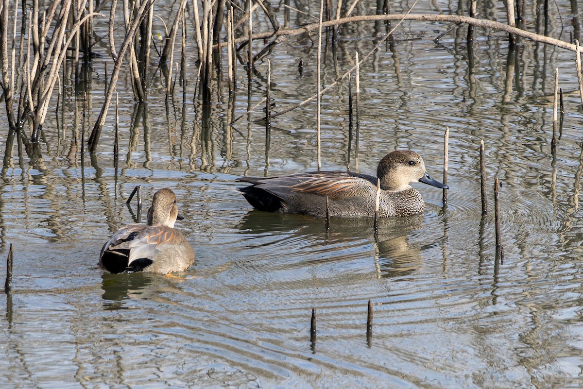Gadwall - ML646563559