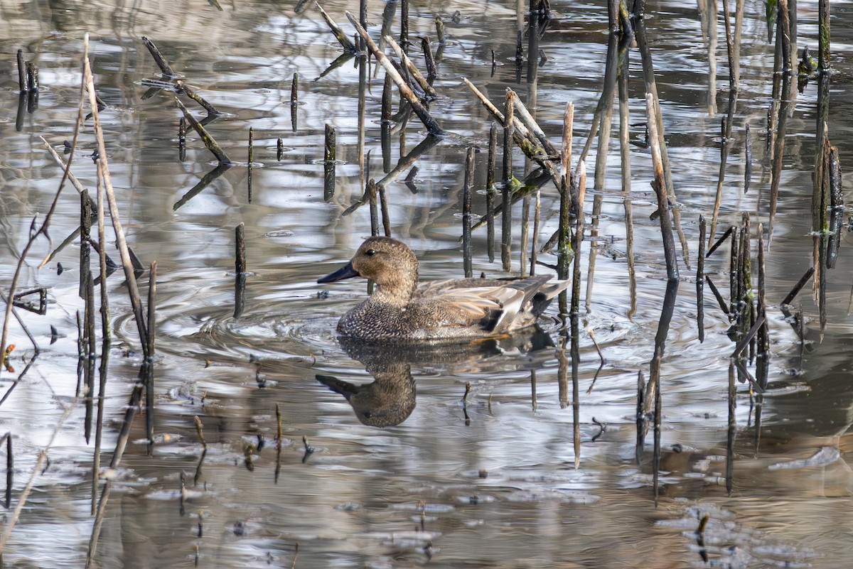 Gadwall - ML646563560