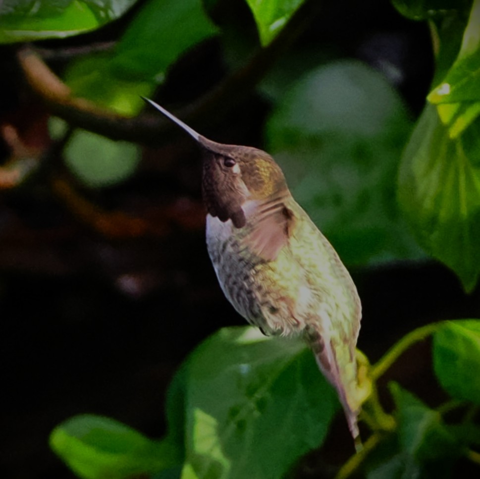 Anna's Hummingbird - ML646563561