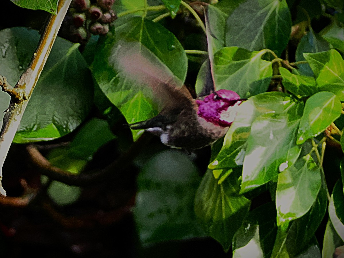 Anna's Hummingbird - ML646563562