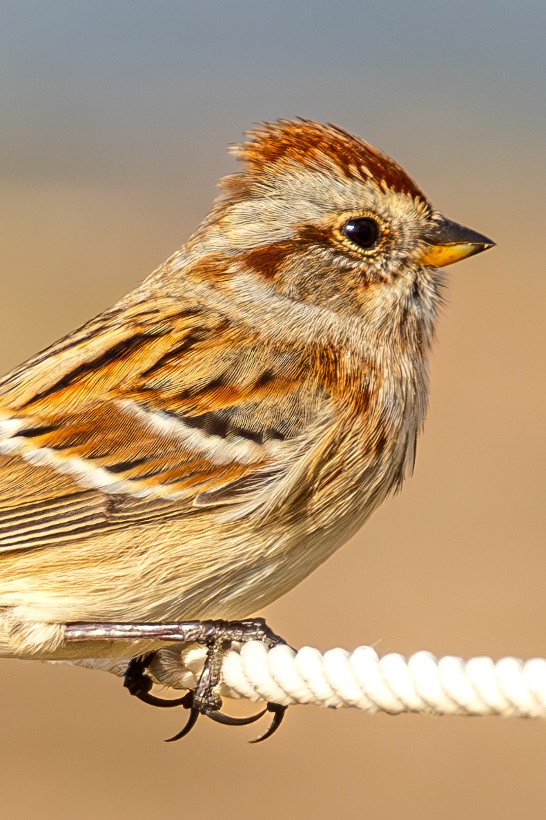 American Tree Sparrow - ML646563566