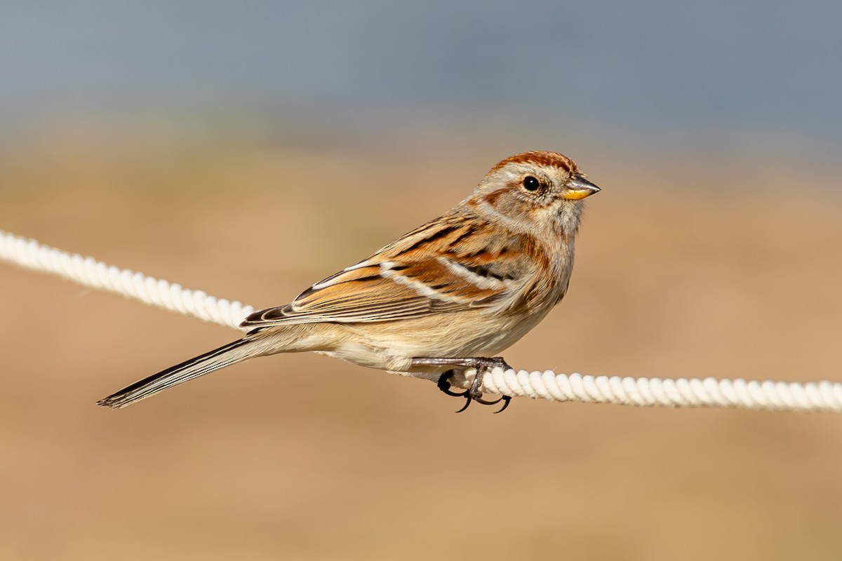 American Tree Sparrow - ML646563567