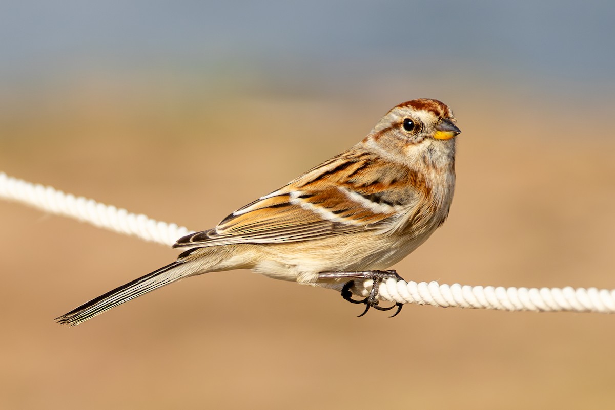 American Tree Sparrow - ML646563568