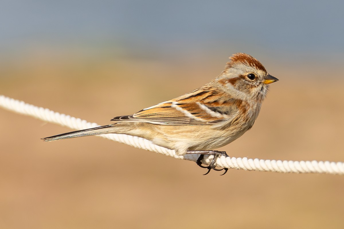 American Tree Sparrow - ML646563569
