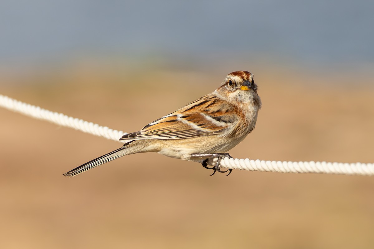 American Tree Sparrow - ML646563570