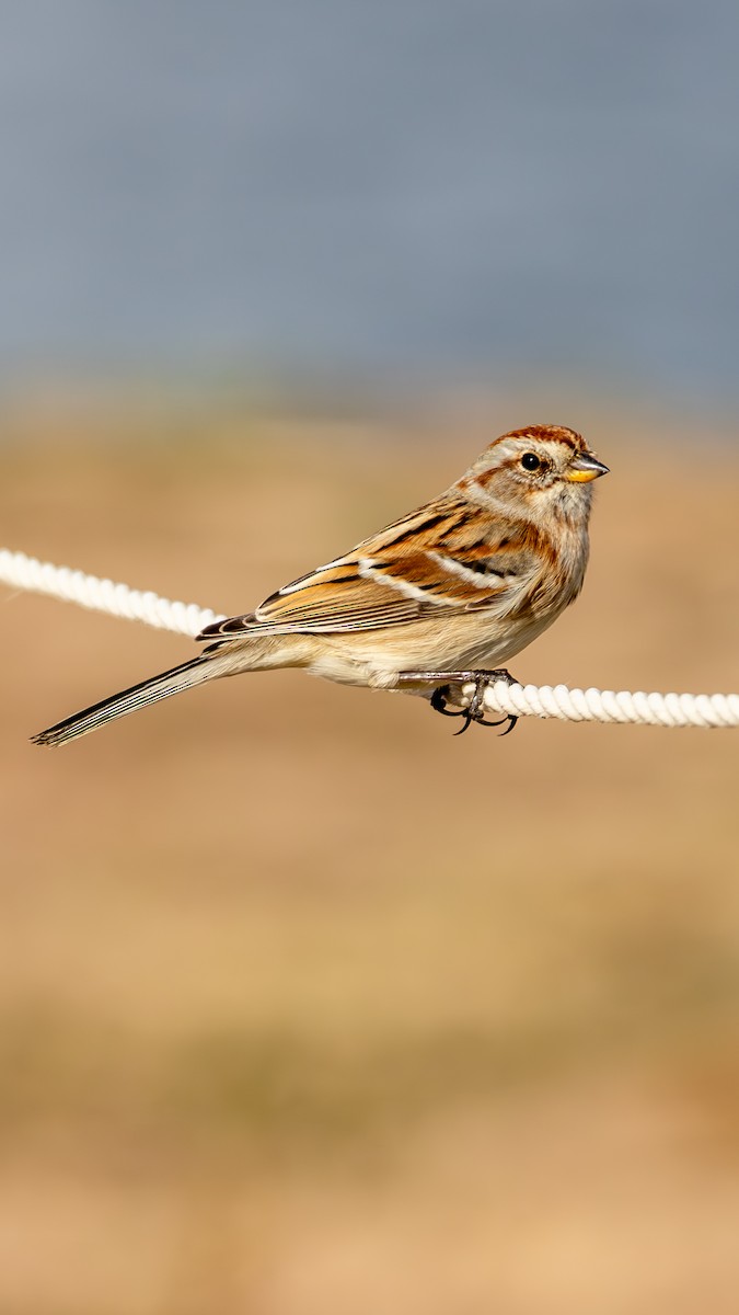 American Tree Sparrow - ML646563571