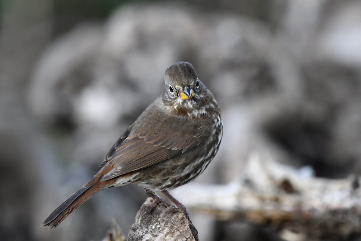 Fox Sparrow (Sooty) - ML646563572