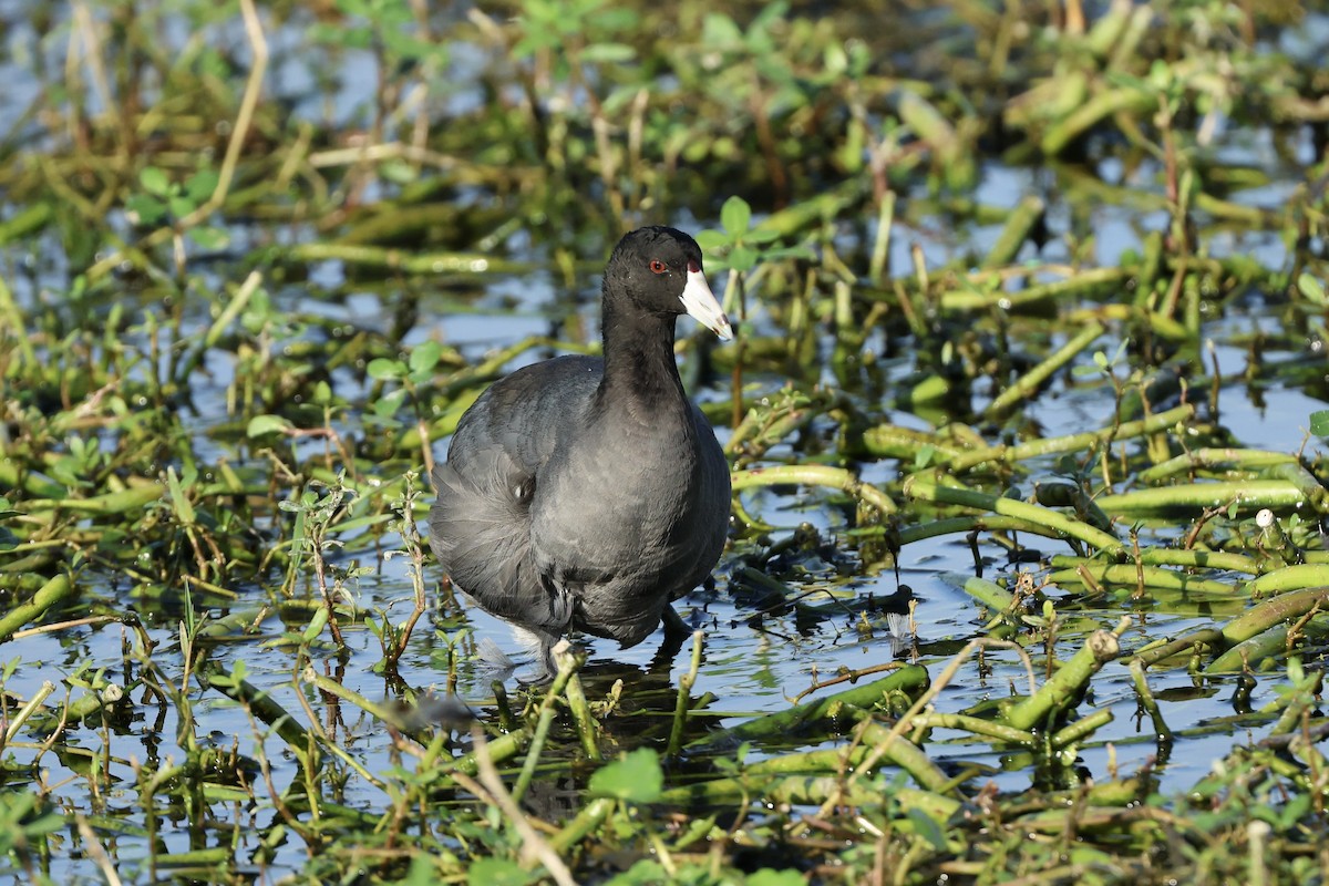 American Coot - ML646563574
