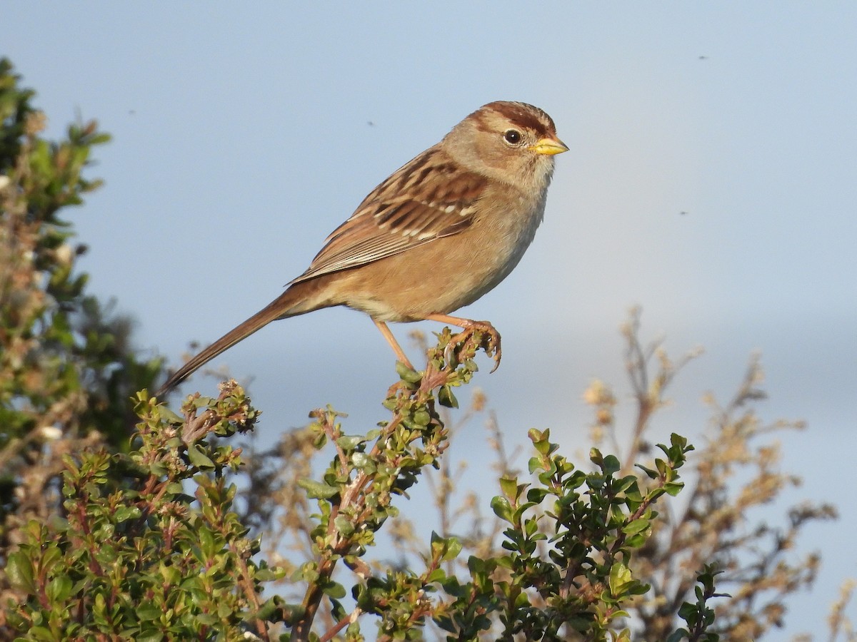 Golden-crowned Sparrow - ML646563576