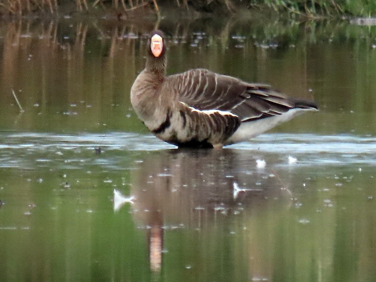 Белолобый гусь - ML646563578