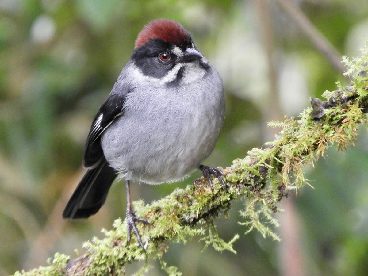 Northern Slaty Brushfinch - ML646563579