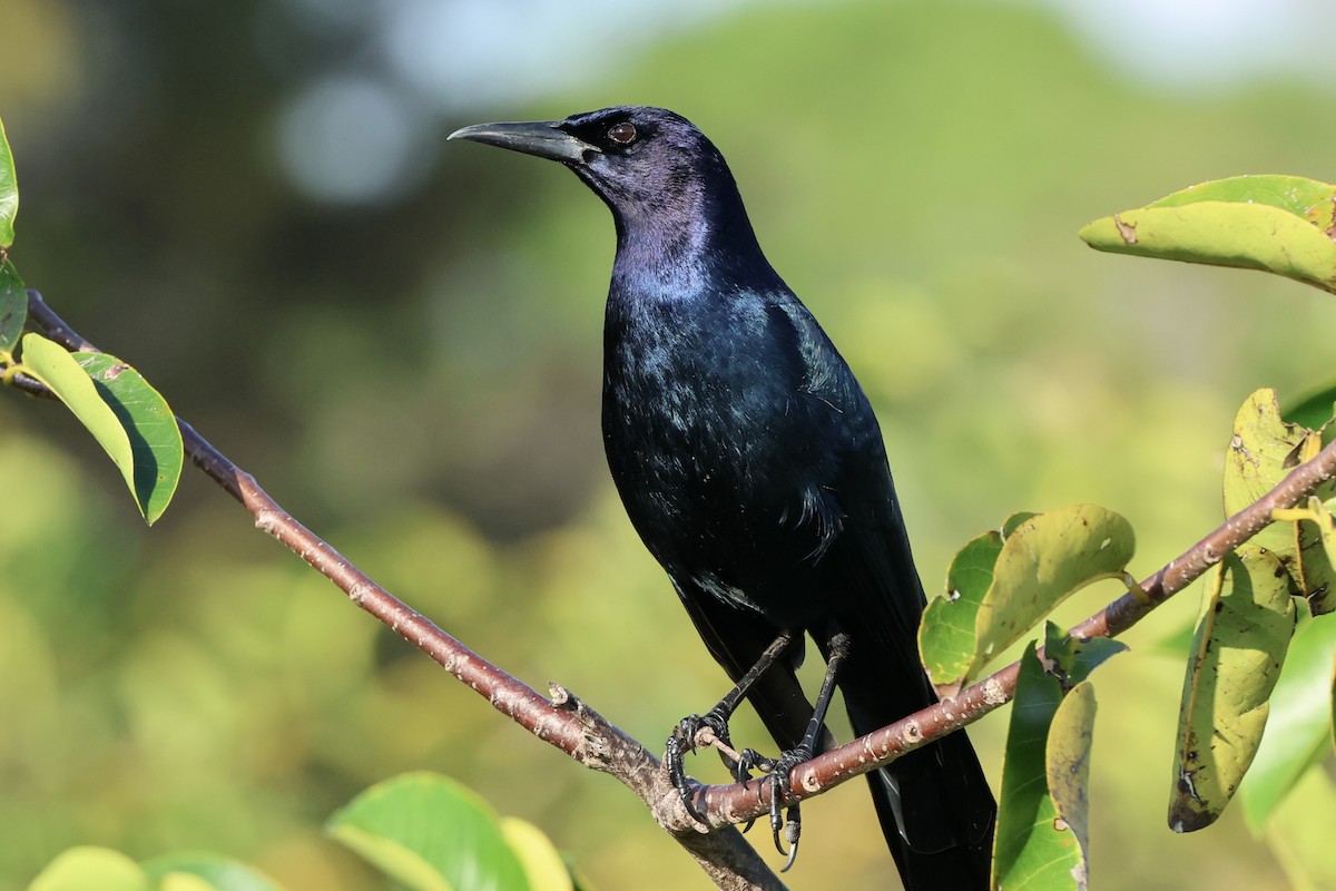 Boat-tailed Grackle - ML646563582