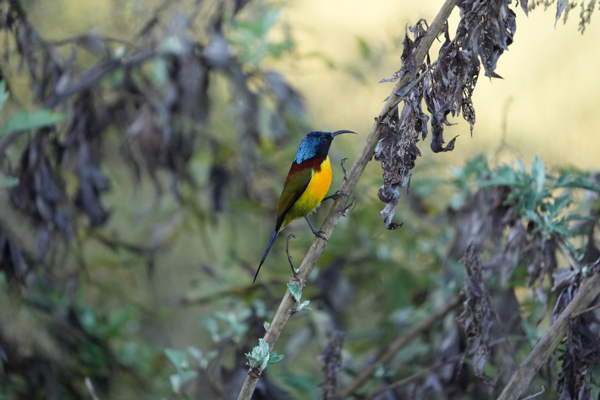 Green-tailed Sunbird - ML646563583