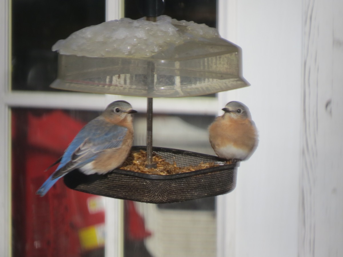 Eastern Bluebird - ML646563584