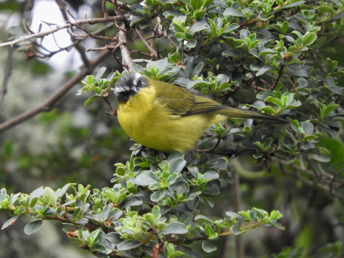 Superciliaried Hemispingus - ML646563586