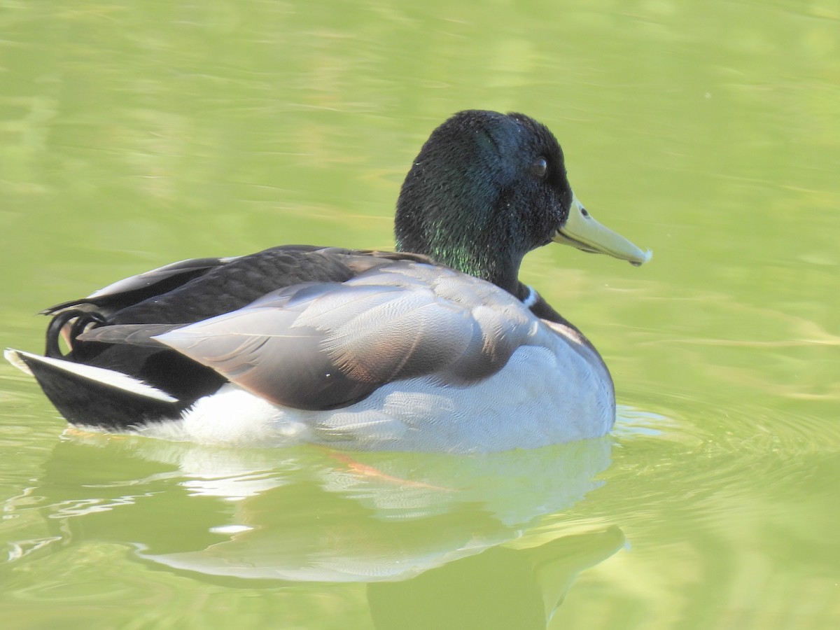 Кряква - ML646563587