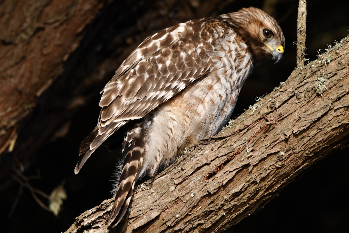 Red-shouldered Hawk - ML646563588