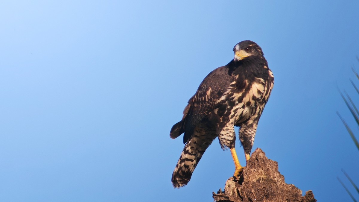 Common Black Hawk - ML646563589