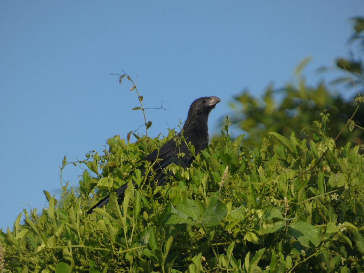 Groove-billed Ani - ML646563591