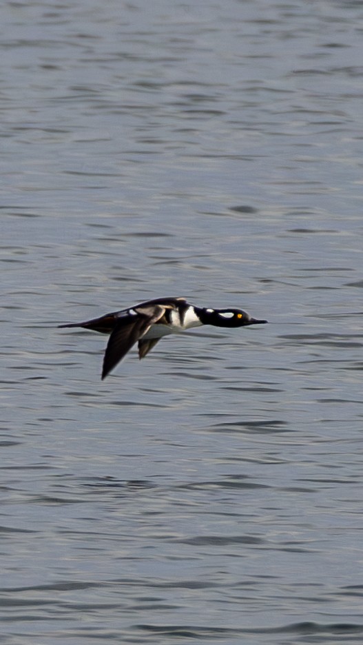 Hooded Merganser - ML646563594
