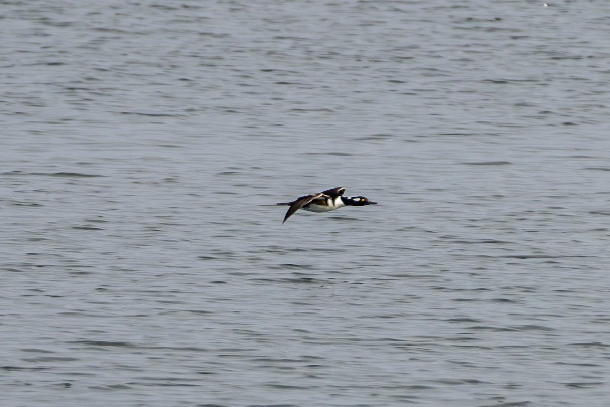 Hooded Merganser - ML646563595